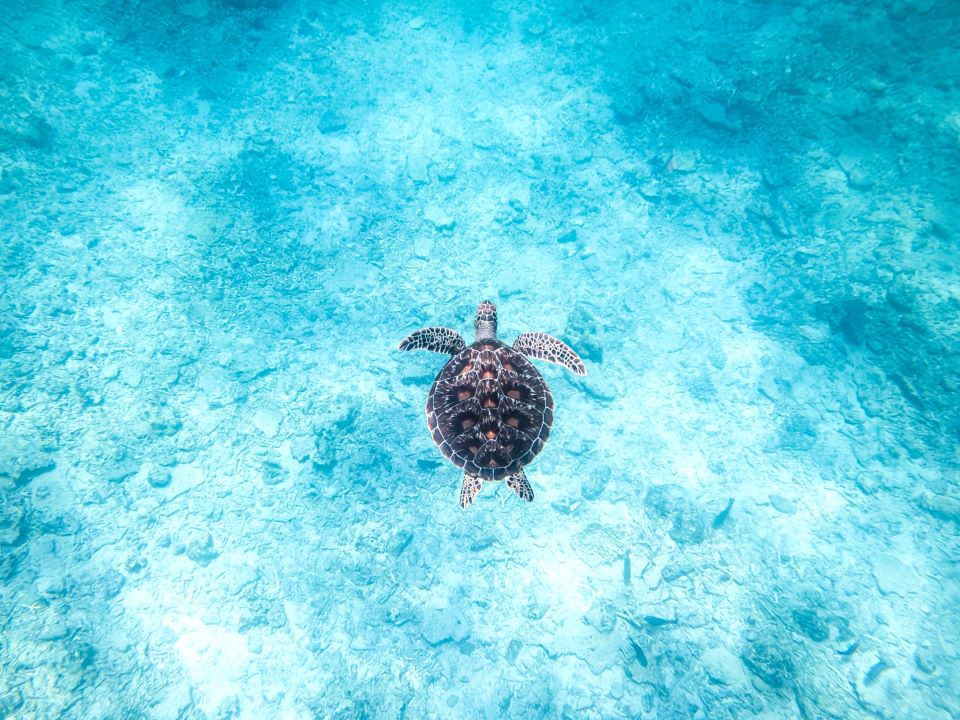 美しい海中世界とウミガメ